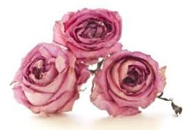 After drying them, handle them gently to avoid breaking them. How To Dry Flowers Fast Adrian Durban Florist