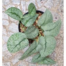 Scindapsus pictus 'silver splash' leaves are narrower which are covered with green sheen with silver speckling or splashes on the remaining portion.the leaf looks like green variegation on silver leaf. Scindapsus Silver Splash Shopee Indonesia