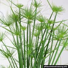 Image result for Cyperus maculatus