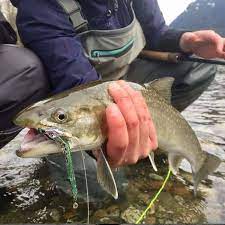 Winter Bull Trout Fishing Info Guide Tips Tactics To Maximize Your Day