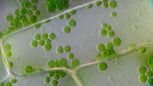 Small green organelles responsible for photosynthesis. Chloroplast Movement In Plant Cells Stirring The Pot Avoiding The Sun How Plants Work
