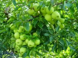 Kumpulan gambar mewarnai buah apel untuk anak anak via sigambar.com. 76 Gambar Pohon Apel Hijau Hd Gambar Pixabay