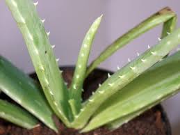 Hallo, ich verkaufe hier eine schöne starke aloe vera pflanze. Aloe Vera Pflanze Pflegen Vermehren Und Als Heilpflanze Anwenden