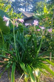 Image result for Crinum harmsii