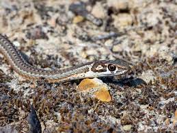 Karoo Sand Snake Psammophis Notostictus Snake Photos Wildlife Photography Snake