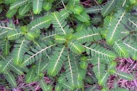 Check spelling or type a new query. 25 Inspirasi Keren Gambar Daun Meniran Dan Khasiatnya Victoria Melani Blog