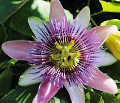 Purple Passion Fruit Flower Passion Fruit Flower Passion Fruit Purple Passion Flower