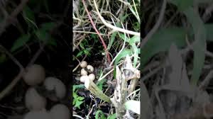 Hebat betul indukan betina yang satu ini , baru beberapa hari saya ambil ke 6 telur ayam hutan hasil tangkaran ku beberapa waktu lalu saya eramkan ke indukan ayam. Telur Ayam Hutan Youtube