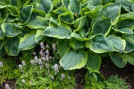 A beautiful bouquet of flowers can brighten even the grayest days. Foamflower Plant Care Growing Guide