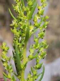 Image result for Sabicea orientalis