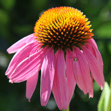 Harvest dill heads after they have shed the tiny yellow flowers and formed the green seeds, but before the seeds begin to turn brown. Echinacea Purpurea Purple Coneflower 1 Gram 230 Seeds Easy Flower To Grow From Seed Open Pollinated Non Gmo Walmart Com Walmart Com
