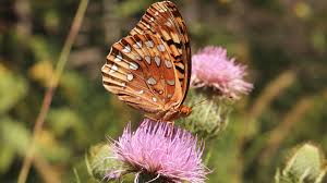 Even after you pull or dig them out repeatedly, they can continue to grow back. Wait Don T Kill That Thistle Missouri Prairie Foundation