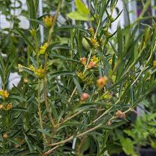 Image result for Heimia salicifolia