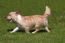 Small (pequeno), medium (médio) and large (grande). Portuguese Podengo Pequeno Dog Breed Information