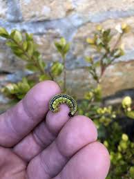 Image result for caterpillar box tree moth inside buxus plant