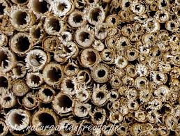 So Nicht Insektenhotel Insektennisthilfe Schilf Negativbeispiel Insect Nesting Aid Wild Bee Wildbienen Bug House Ne Nisthilfen Insekten Wildbienen Nisthilfe