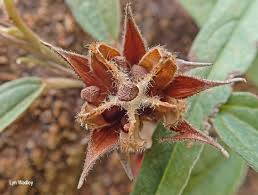 Image result for Melhania prostrata