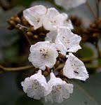 Image result for Cordia mukuensis