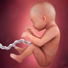 Puede haber un aumento significativo en su cintura y dolor de espalda debido a la creciente presión uterina y la apertura de la pelvis. Desarrollo Fetal 29 Semanas De Embarazo Babycenter