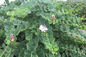 What did colin kaepernick do in the nfc championship? Kapern Von Pantelleria Die Besten Weltweit Die Genussreise