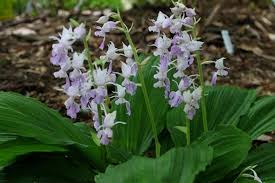 Image result for Calanthe