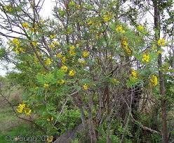 Image result for Peltophorum africanum