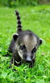 Baby Coati Mexican Where Is Everybody Baby Animals Cute Baby Animals Animals Beautiful
