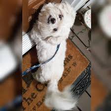 dog dogs pets cute animals dogs pets animals