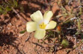 Image result for Grielum