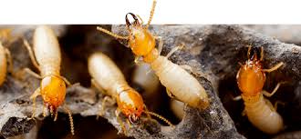 Since 1982, we've provided recommendations for insect and rodent control using professional pest can't find the answer to your pest control question? Powerful Pest Control Termite Exterminators Terminix