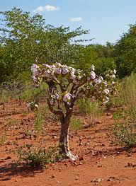 Image result for Adenium boehmianum