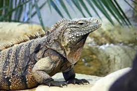 30 Photos Of The Rarest Animals On Earth Rare Animals Animals Rhino Species