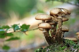 Puoi conservarli interi o a fettine. Come Cucinare I Funghi