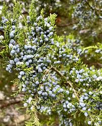 Image result for Juniperus