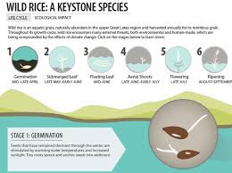 Infographic Wild Rice Great Lakes Region Keystone Species Climate Change Effects