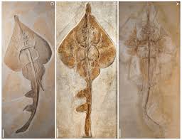 Scientific Frontline: Rays were more diverse 150 million years ago than previously thought