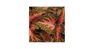 Image result for Coleus zombensis