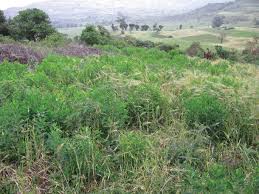 Image result for Gnidia stenophylla