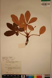 Image result for Oldfieldia