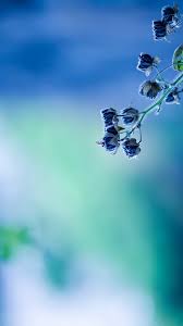 Download our live wallpaper app and check our gallery for free animated wallpapers for your computer. 18 Nature Wallpaper For Smartphone Venera Wallpaper