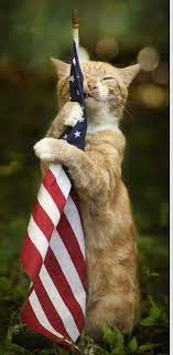 Pin On Fourth Of July Cats