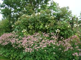 Image result for Astrantia major `Roma`