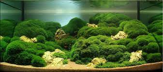 Cladophora Aegagropila Aquascaping Ikan Yogyakarta