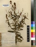 Image result for Eriosema psoraleoides