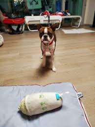 Our goal is peace of mind for you, and safety and comfort for your pet. Pet Transport Testimonials Animal Land Pet Movers