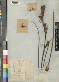 Image result for Tetraria