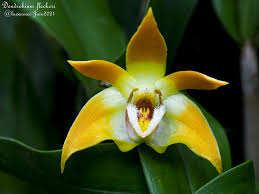 Image result for Agelanthus fuellebornii