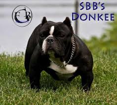 Get matched with a pupper from a responsible shorty bull breeder near you. Shorty Bulls Puppy Forum And Dog Forums