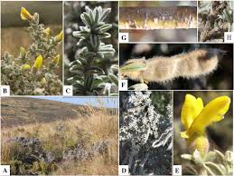 Image result for Priva curtisiae