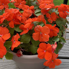 Image result for Impatiens wallerana